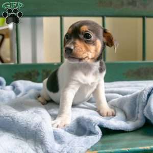 Pixie, Jack-A-Ranian Puppy